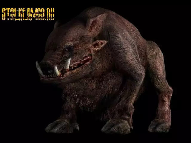 Кабаны игры Сталкер реальность