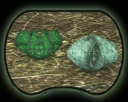  Stalker Artefact Pack 2