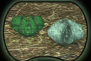  Stalker Artefact Pack 2