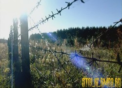 Чернобыльские джунгли 20 лет без человека 