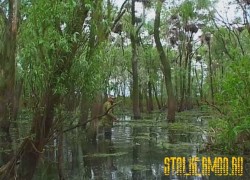 Чернобыльские джунгли 20 лет без человека 