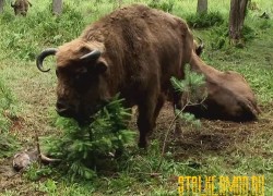 Чернобыльские джунгли 20 лет без человека 