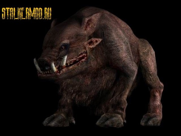 Кабаны игры Сталкер реальность